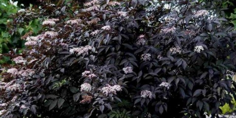 Crna bazga crna ljepotica: opis i karakteristike sorte